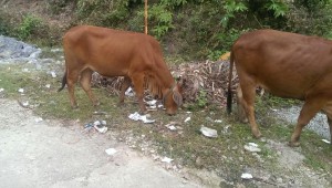 Kühe und Falschgeld :)