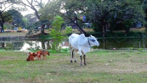 Der "Siem Reap Fluss"