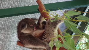 Koala am schlafen