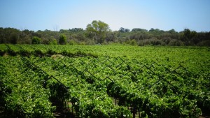 Die geliebten Weinberge!