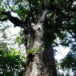Kauri- Bäume