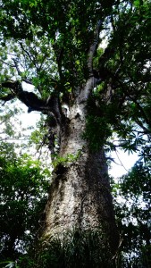 Kauri- Bäume